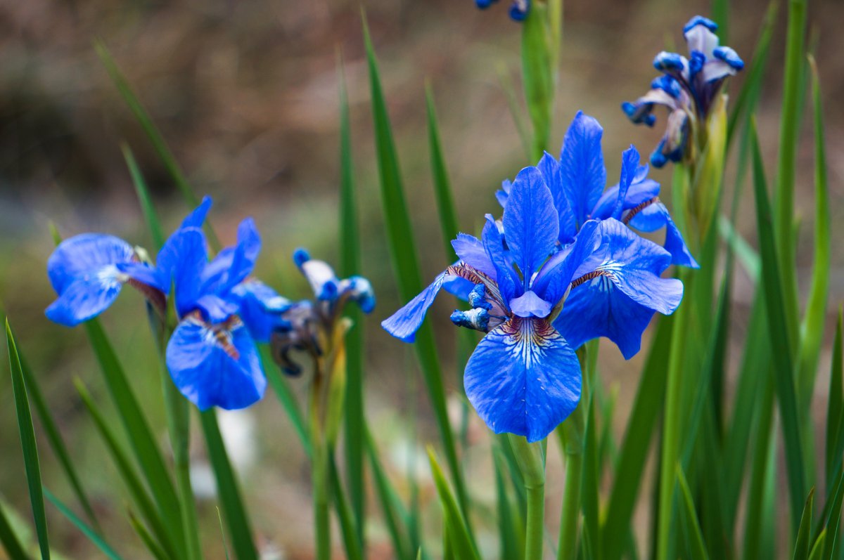 Large picture of blue iris flower