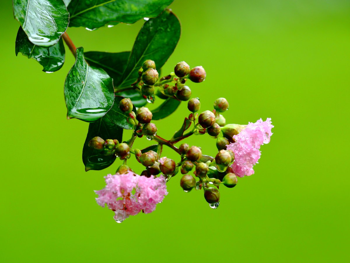 HD pictures of crape myrtle after the rain