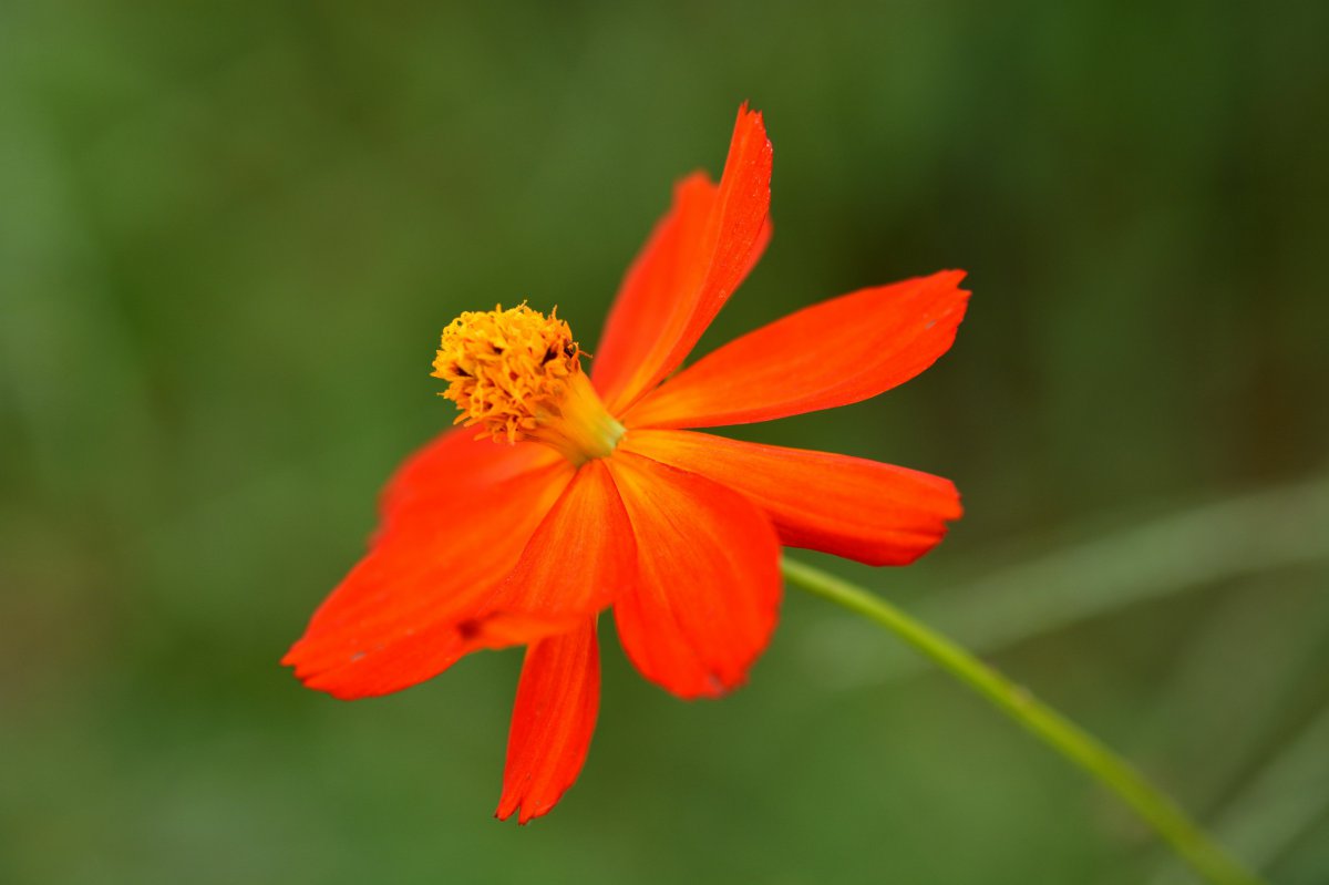 Rudbeckia HD pictures