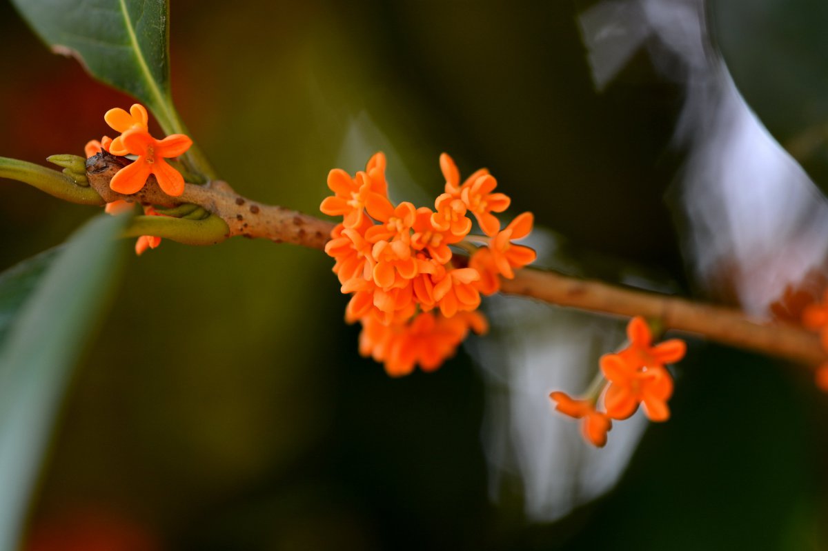 Osmanthus HD pictures