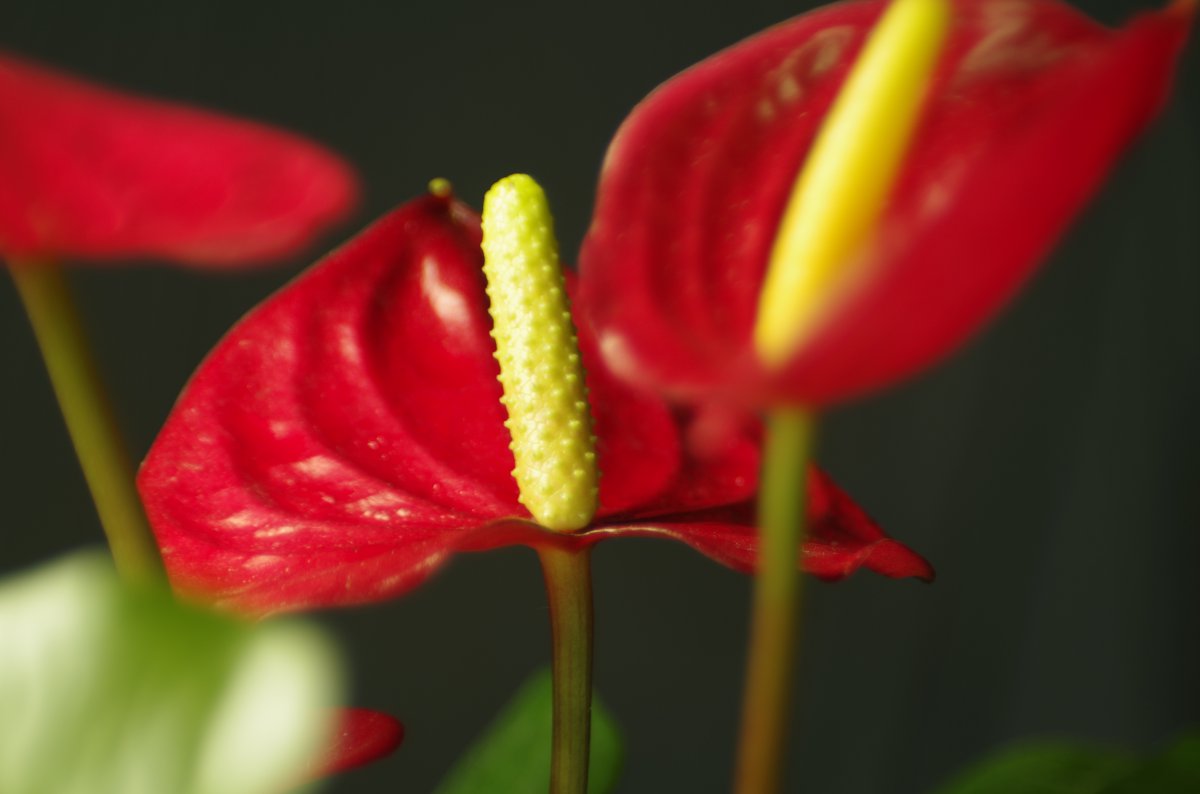 HD pictures of anthurium flowers