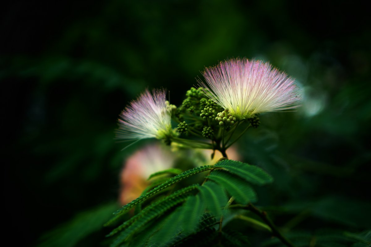 Albizia julibrissin flower HD pictures