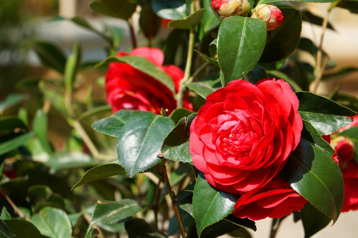 Red camellia HD pictures