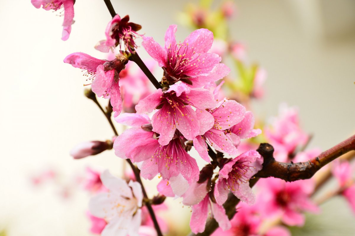 HD pictures of peach blossoms after the rain