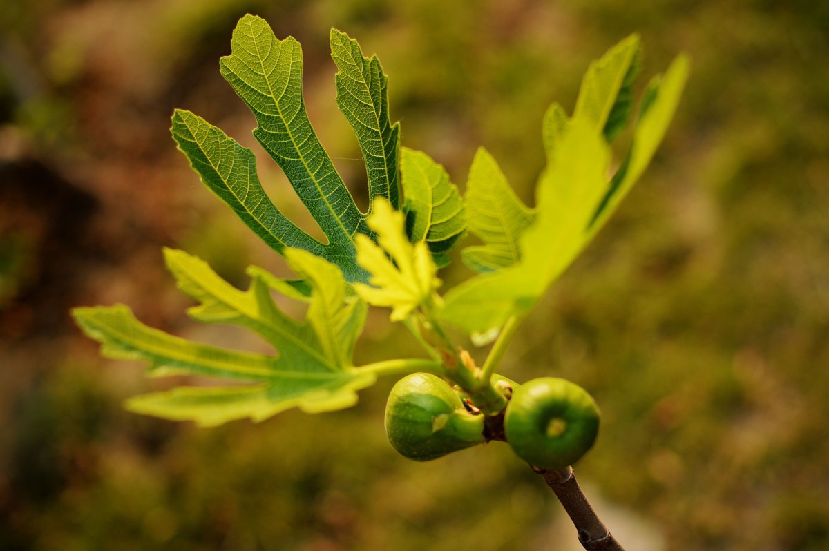 Large picture of figs