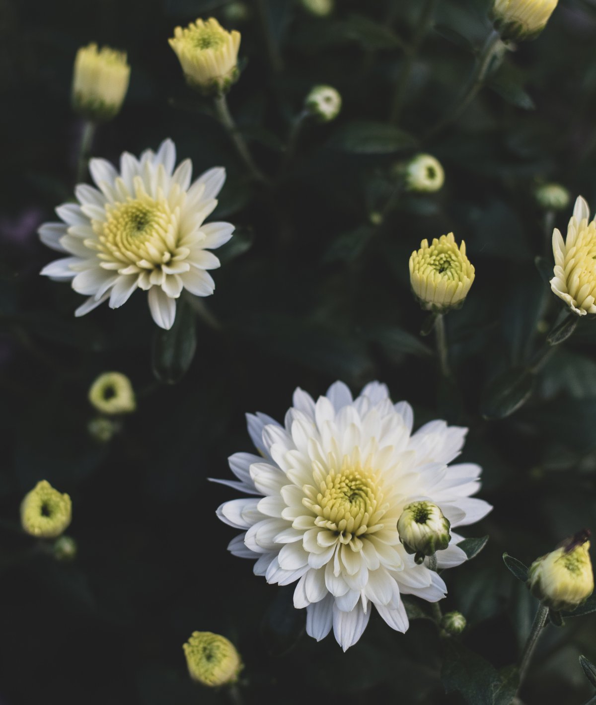 White and elegant dahlia pictures