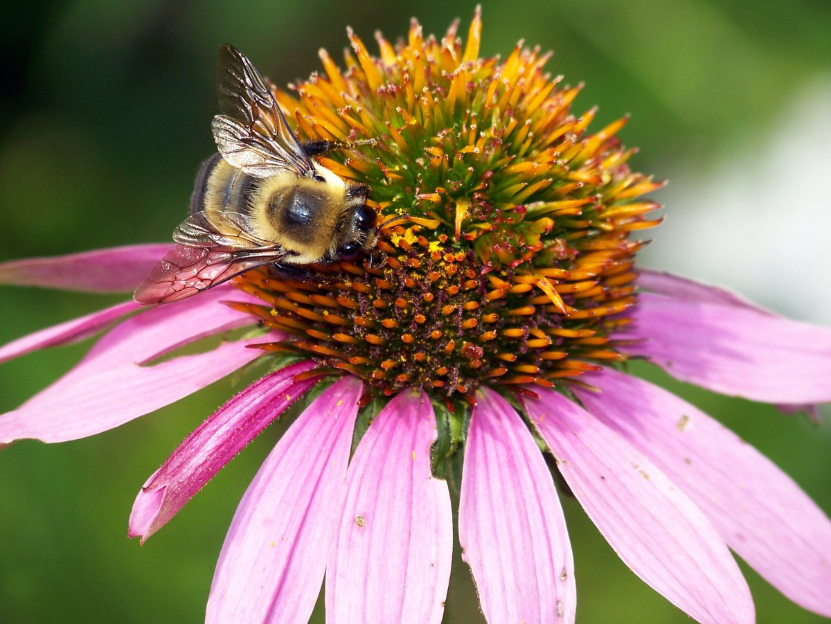 Colorful echinacea pictures