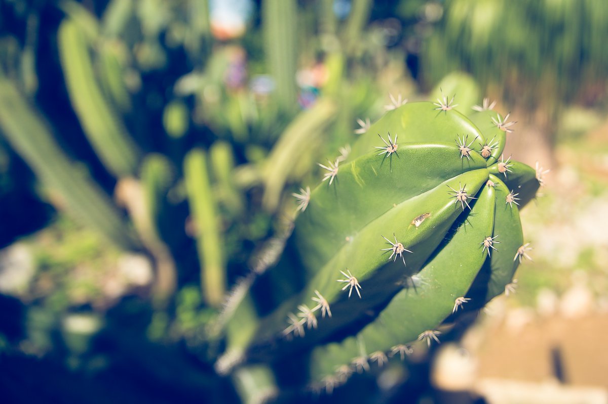 Thorny cactus HD pictures