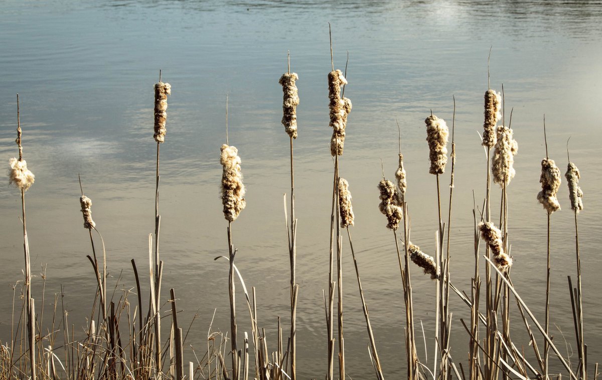 Pictures of flexible and beautiful reeds