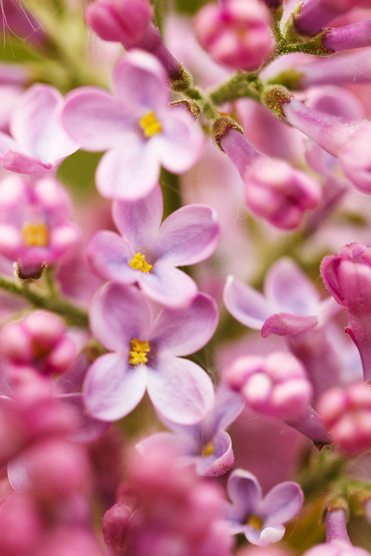 Fresh, elegant and beautiful lilac flower pictures