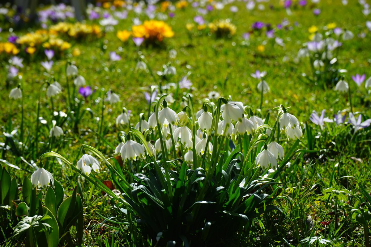 White snowdrop pictures