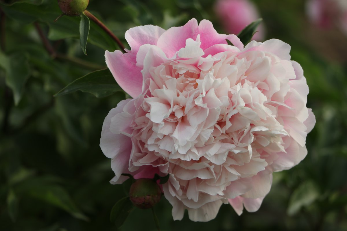 Large picture of peony flower