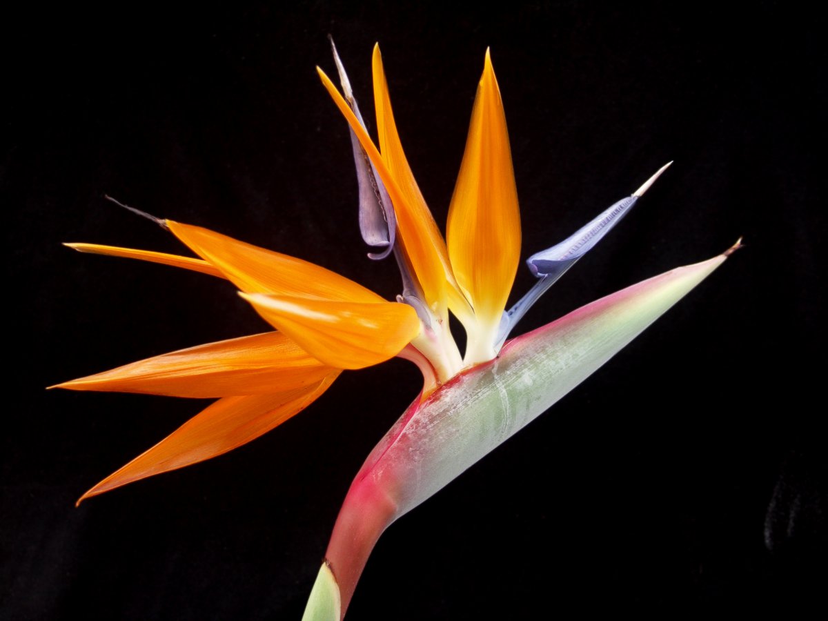 Bird of paradise flower HD picture