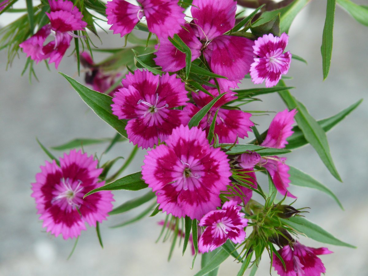 HD pictures of dianthus
