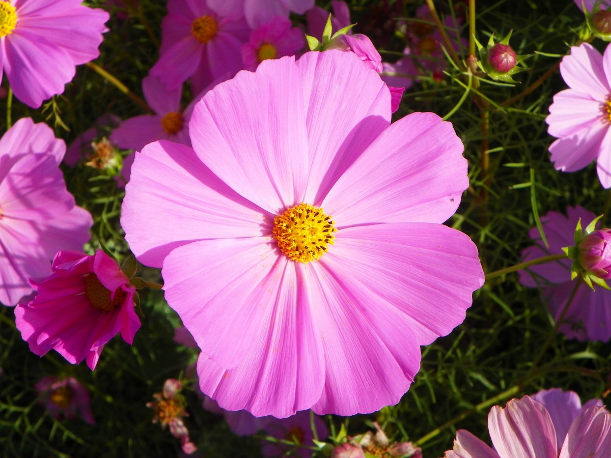 Pink cosmos HD pictures