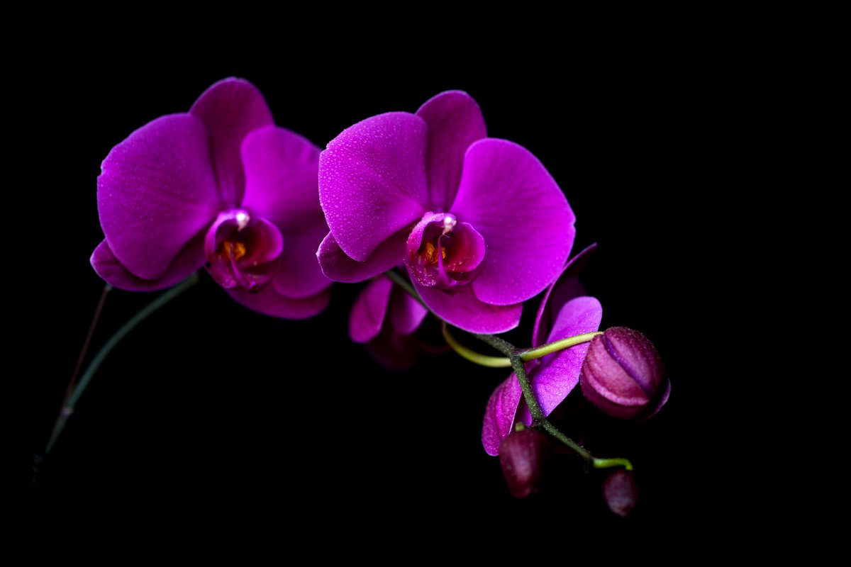 Phalaenopsis HD pictures