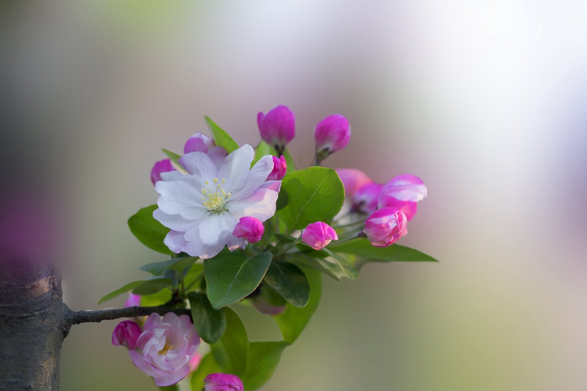 HD pictures of pink begonia flowers