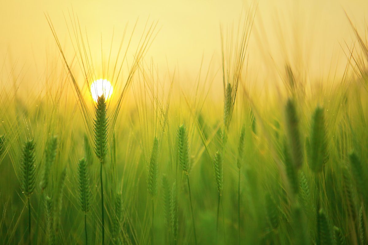 High definition pictures of mature wheat