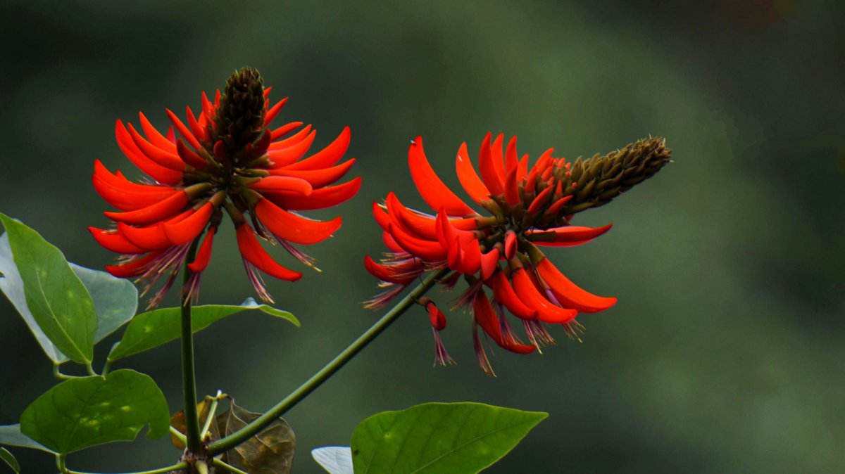 HD pictures of Erythrina flowers