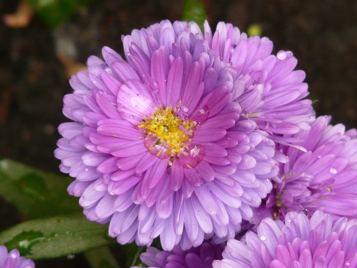 Aster HD pictures