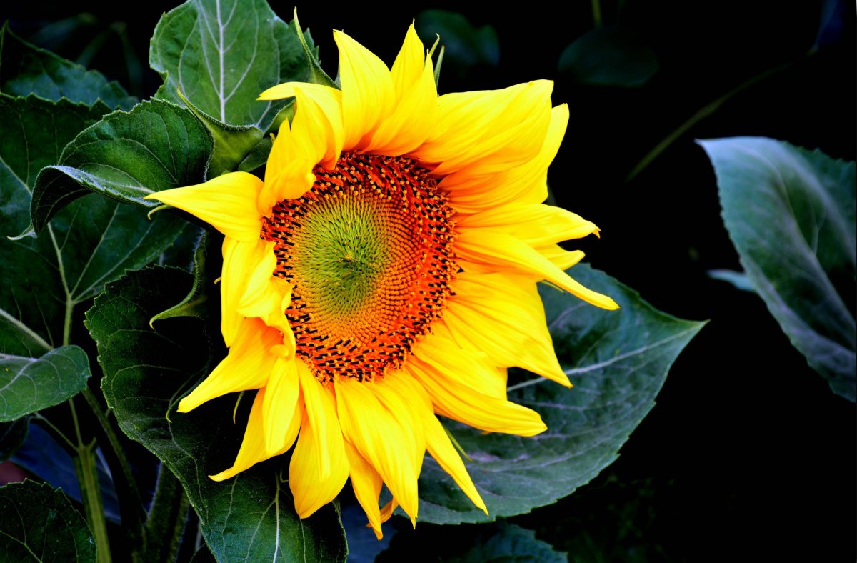 Yellow sunflower HD picture