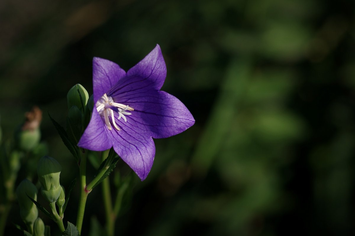 Purple Platycodon flower HD picture