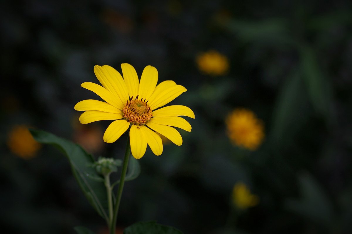 Yellow wild chrysanthemum HD picture