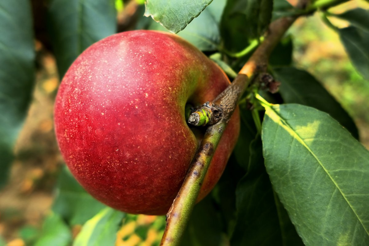 HD pictures of nectarines on the tree