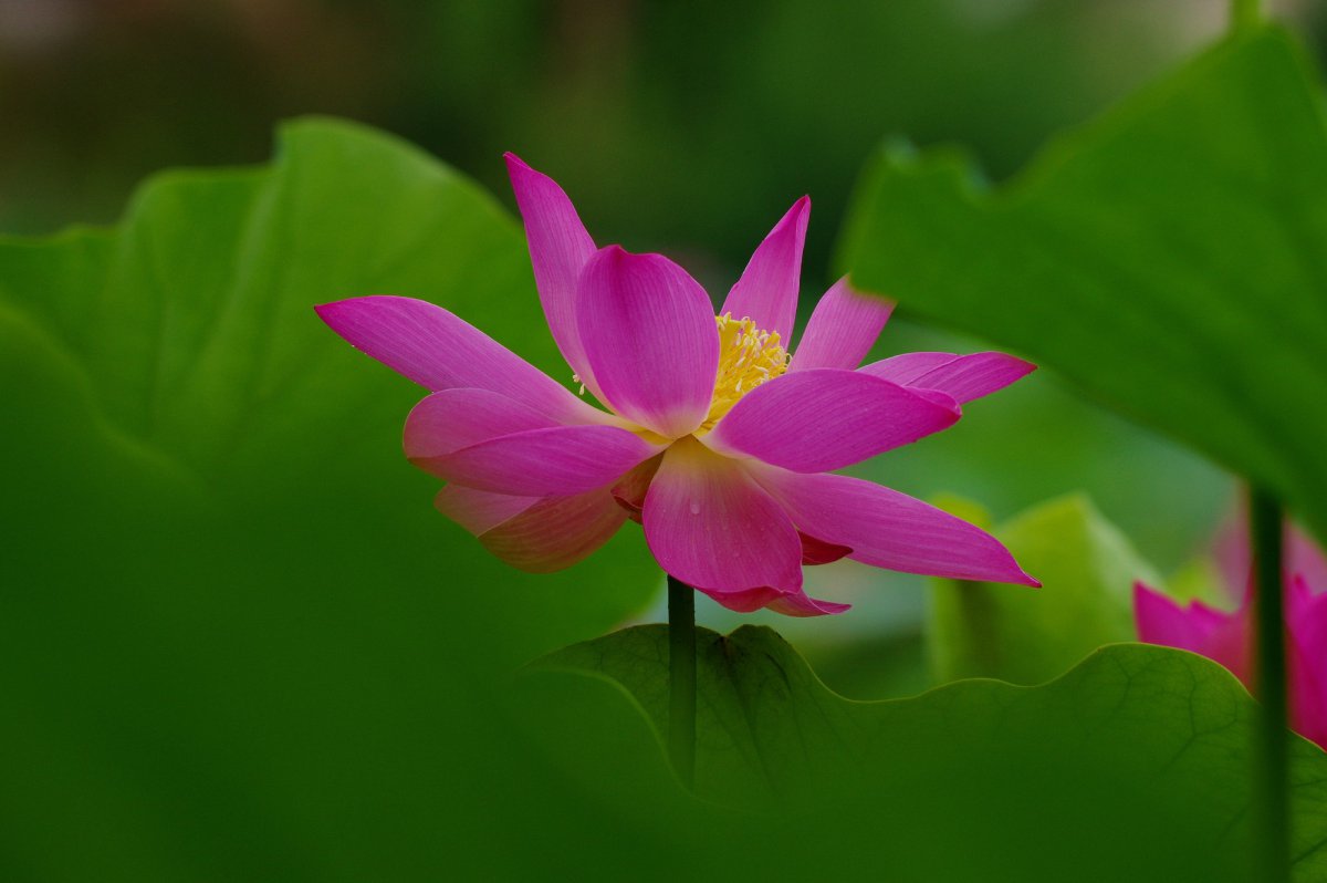 Pink lotus HD pictures