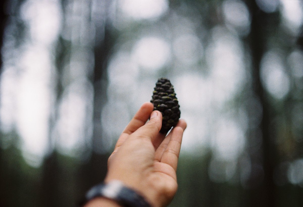 Picture of pine cones on hand