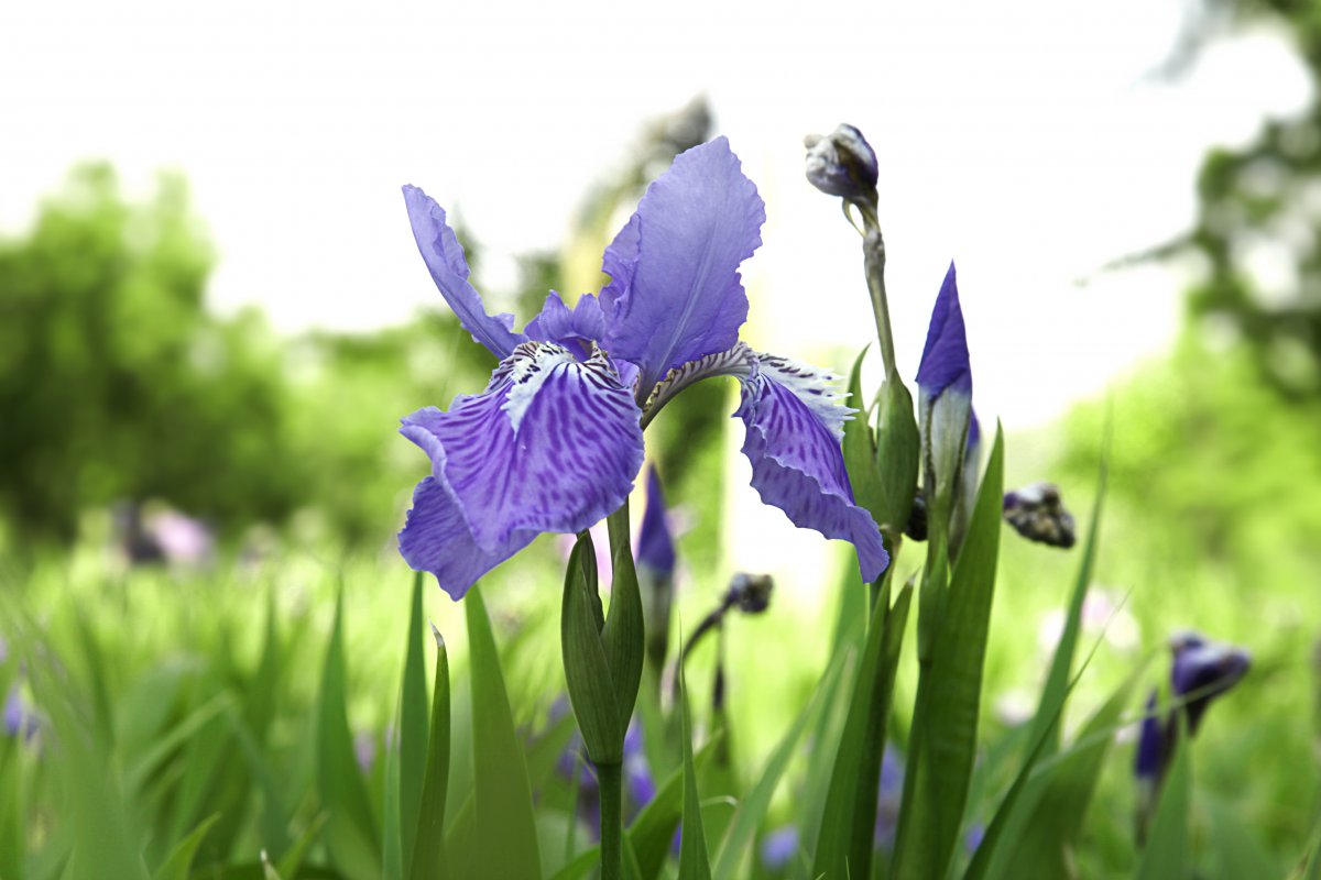 Fresh and elegant iris pictures