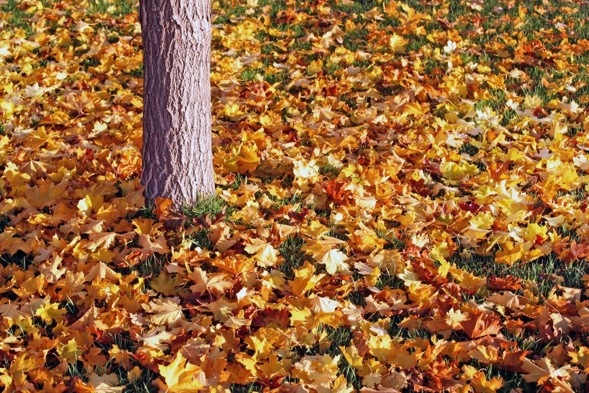 Pictures of dead leaves on the ground