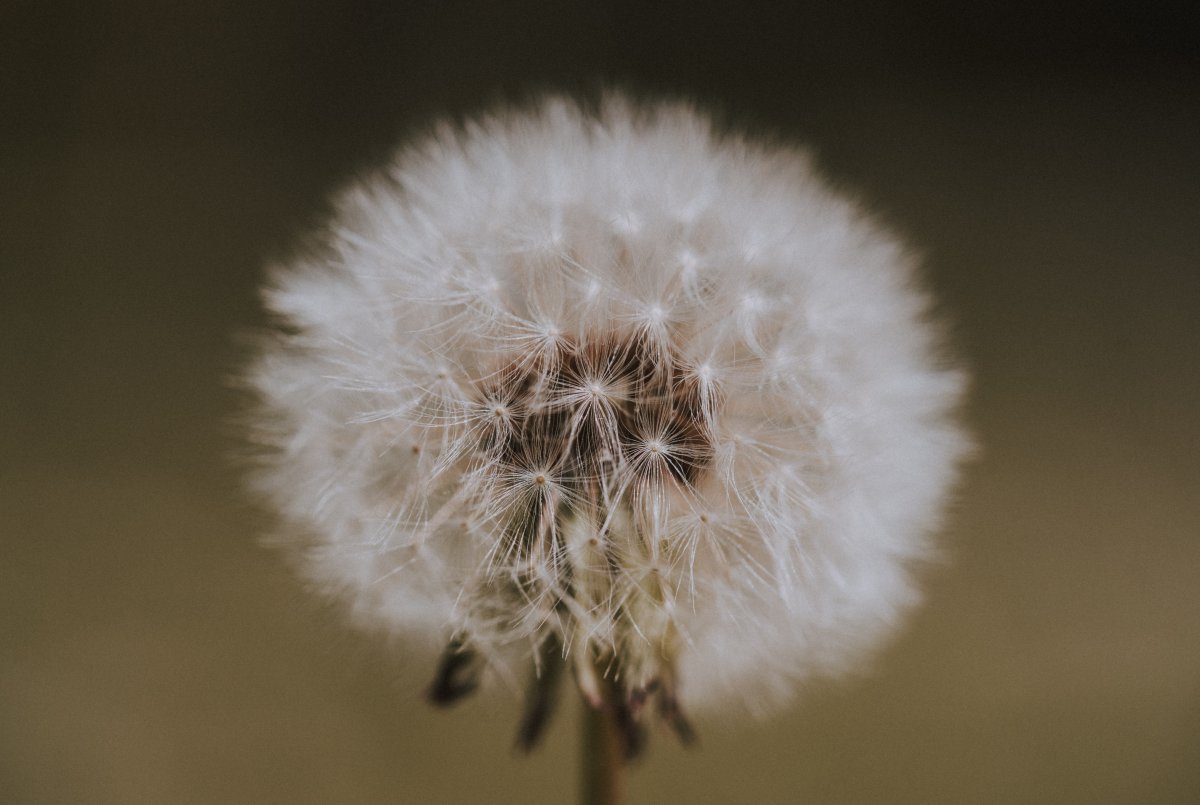 Close-up picture of white light dandelion