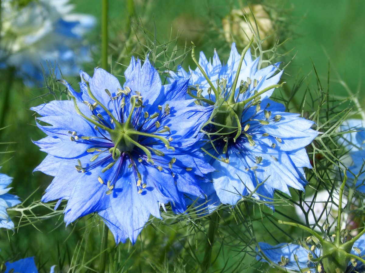 Beautiful blue nigella pictures