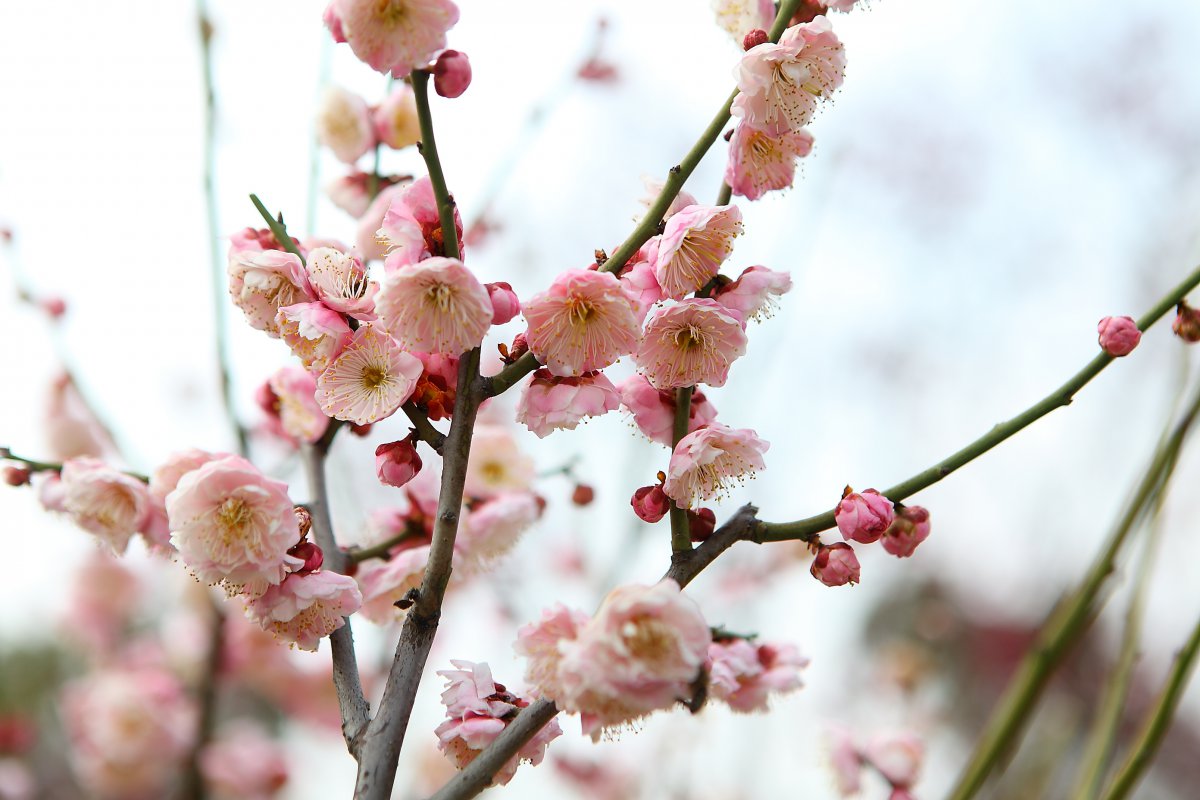 Aoxue Lingshuang's upright plum blossom pictures