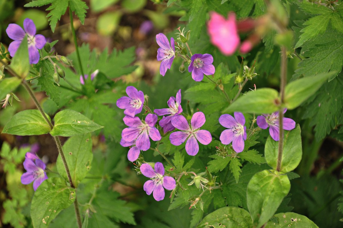 Geranium pictures in various colors