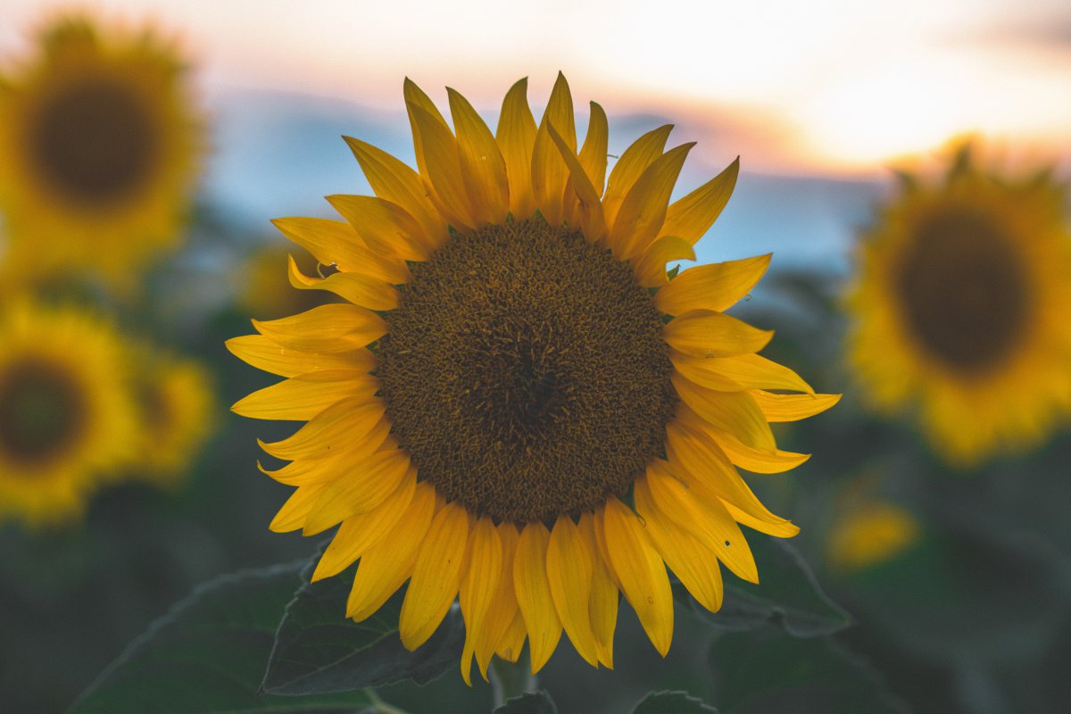 Golden sunflower close-up picture