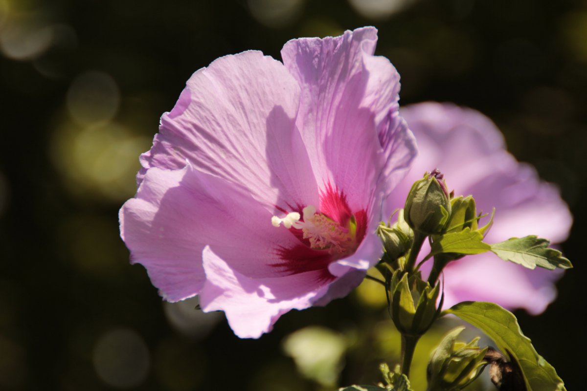 Pictures of hibiscus flowers in various colors