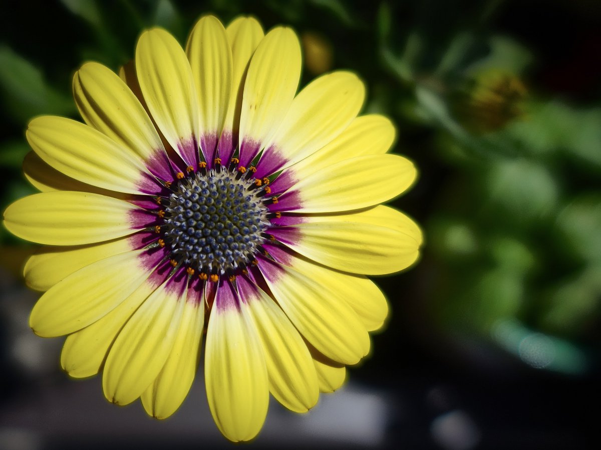 Fresh and beautiful pictures of gerbera