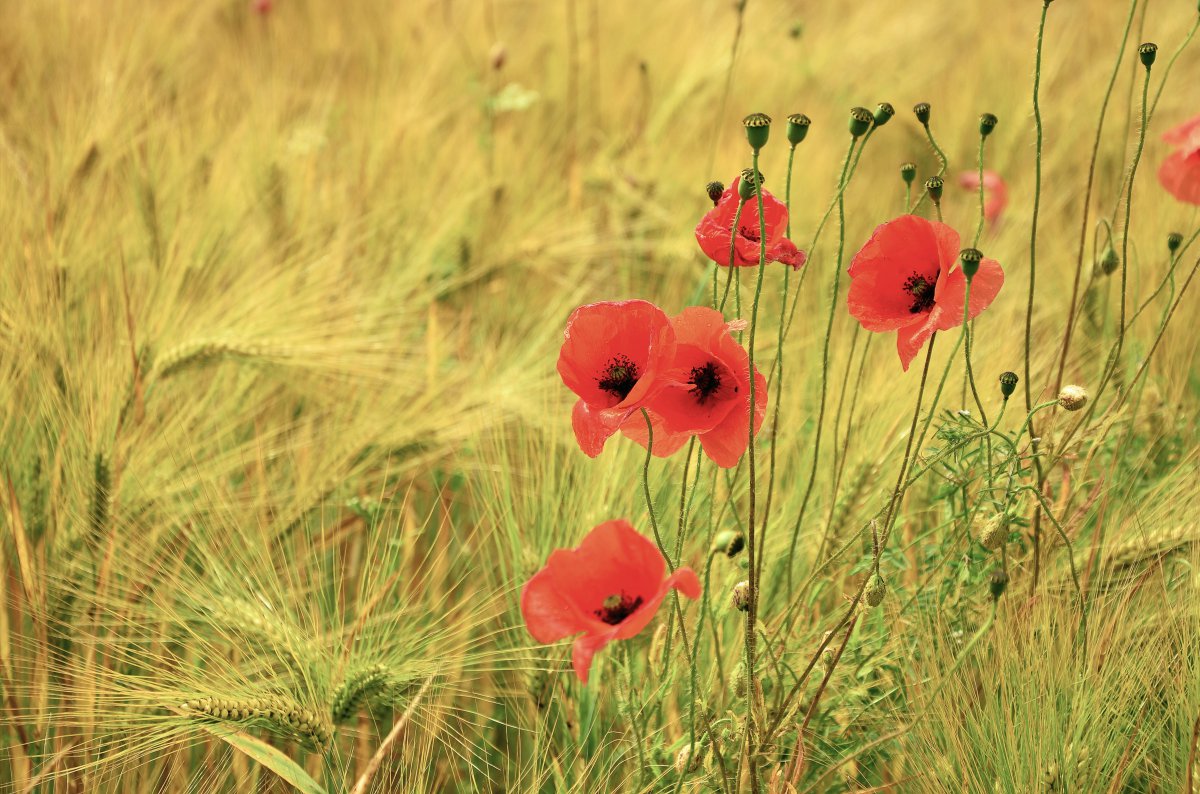 Charming poppy flower pictures