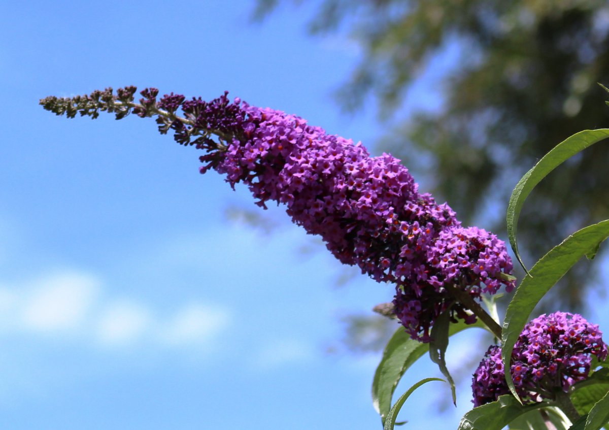 Pictures of lilac flowers in various colors
