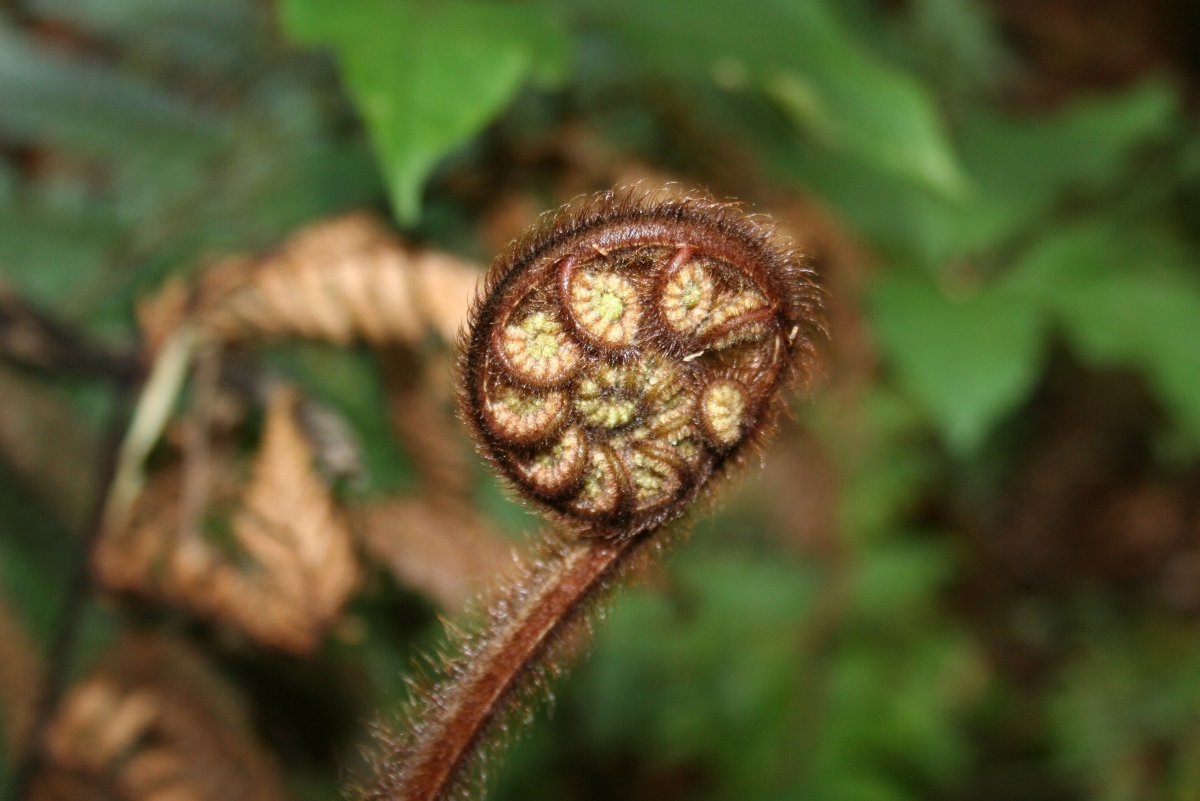 Green ferns HD pictures