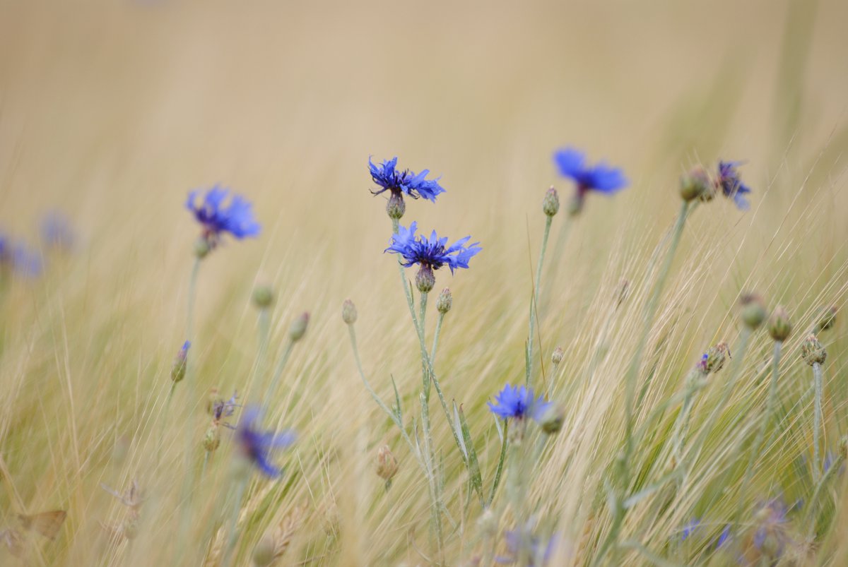 Blue fairytale cornflower picture