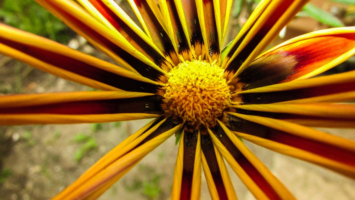 Beautiful and special gazania pictures