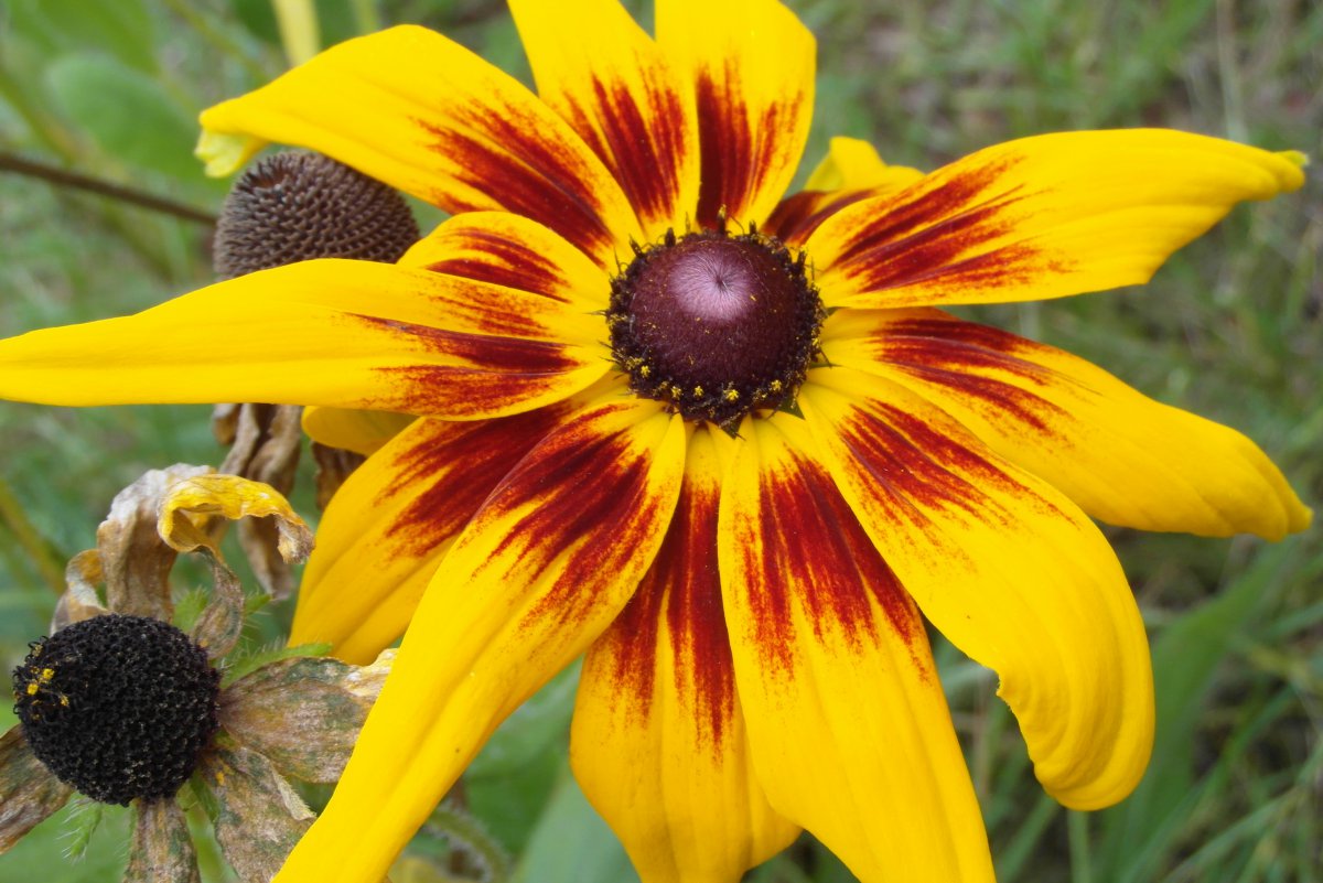 Pictures of coneflowers in various colors