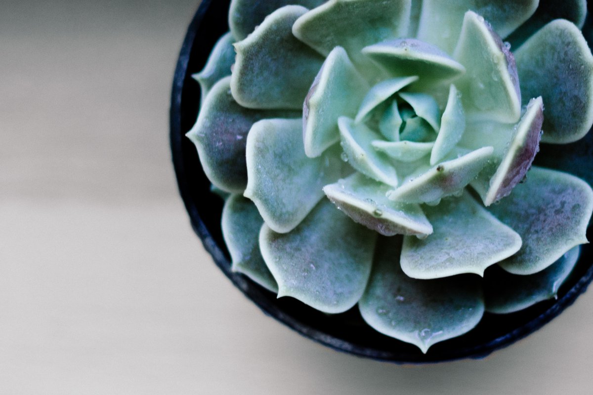 Beautiful and fresh pictures of potted succulent plants