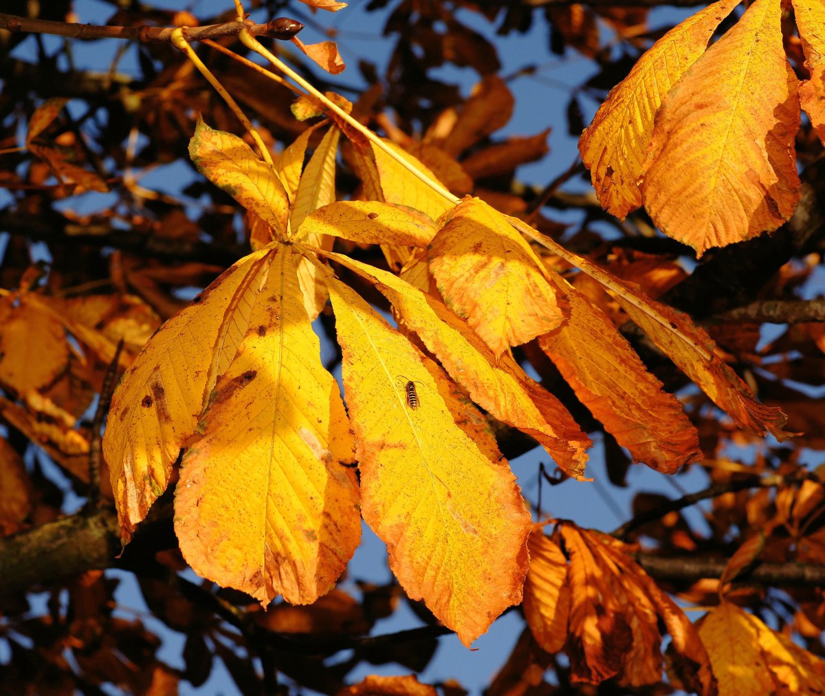 Autumn golden chestnut tree pictures