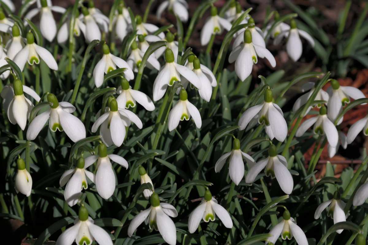 Pictures of snowdrops as pure as snow