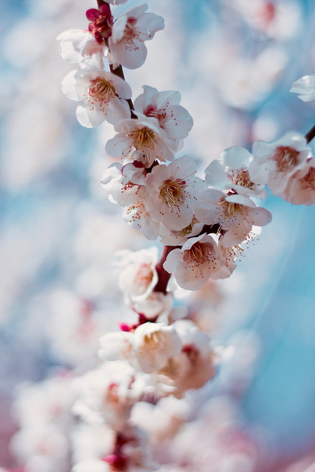 Pictures of gorgeous white cherry blossoms in full bloom
