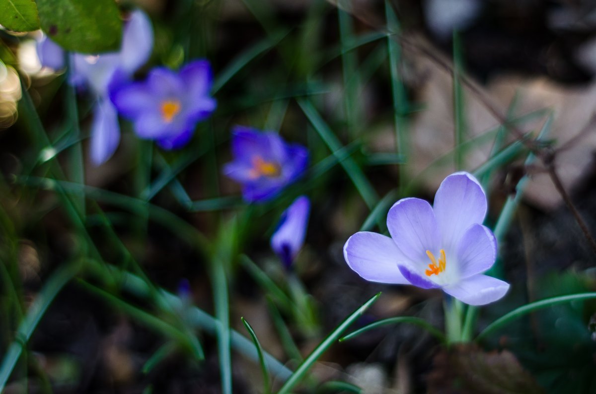 Elegant and beautiful crocus pictures